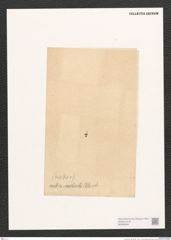 Navicula sp. (de-Toni-Nr.: Genus 1) Zeichnungen Sammlung Grunow (NHMW-BOT-W0368499)